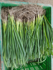 Winterpreiplanten 50 stuks