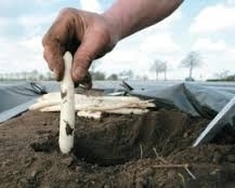 Aspergeplanten voor witte asperge F1 Hybride onze keuze voor op uw grond artikel Z