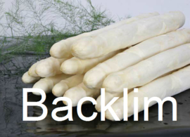 Backlim aspergeplanten ZWAAR Wit F1