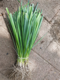 Winterpreiplanten 500 stuks