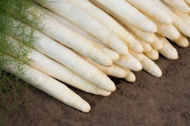 Cumulus het lekkerste ras asperge Zware planten