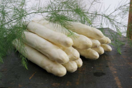 Herkolim Witte F1 Asperge Zwaar  DE BESTE KEUZE