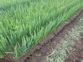 Winterpreiplanten 250  stuks