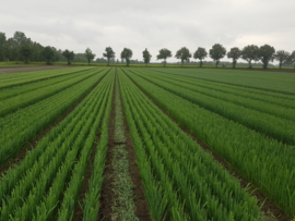 Winter prei planten 100 stuks