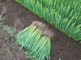 Winterpreiplanten 250  stuks