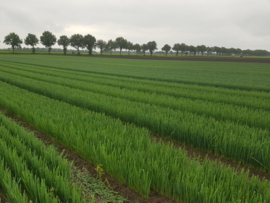 Winter prei planten 100 stuks