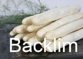 Backlim aspergeplanten voor witte asperge F1 Hybride artikel 002
