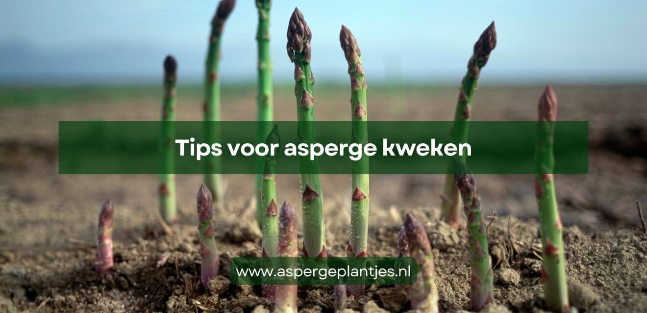 Tips voor asperge kweken