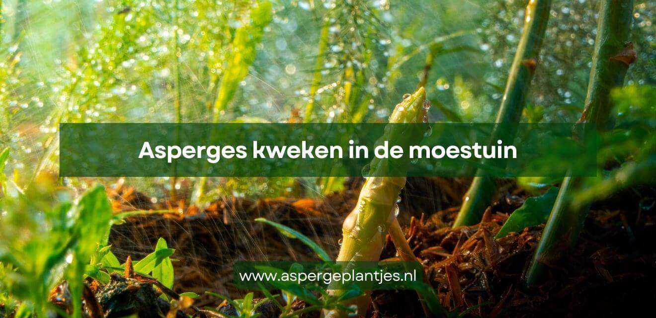 Asperges kweken in de moestuin