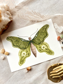 Ansichtkaart Green butterfly