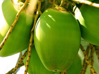 Jonge kokosnoot