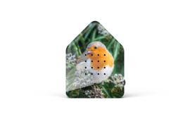 Zwitscherbox Roodborstje - vogelgeluiden met sensor (Limited Edition)