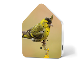 Zwitscherbox Sijs - vogelgeluiden met sensor (Limited Edition)