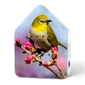 Zwitscherbox Grijsrugbrilvogel - vogelgeluiden met sensor (Limited Edition)