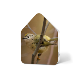 Zwitscherbox Goudhaan - vogelgeluiden met sensor (Limited Edition)