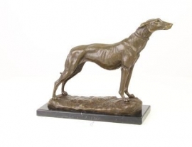 Mooi beeld van de Greyhound