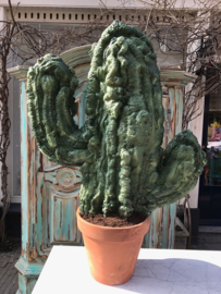 Grote cactus in pot