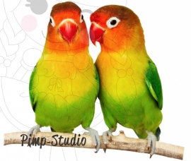 Love Birds