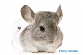 Strijkapplicatie Chinchilla