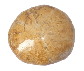 Fossiele zee-egel Madagaskar
