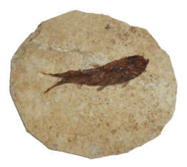 Fossiele Vis - Knightia Eocanea