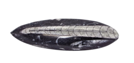 Grote  Orthoceras - Fossiele pijlstaartinktvis