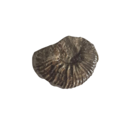 Ammoniet ( Pherisphinctes )