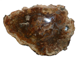 Versteend Hout