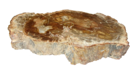Schijf Versteend hout Madagaskar 370 gram