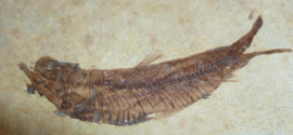 Fossiele Vis - Knightia Eocanea