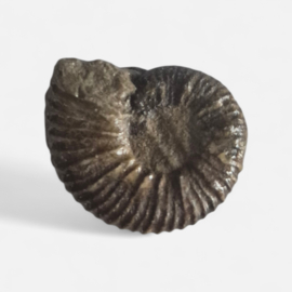 Ammoniet ( Pherisphinctes )