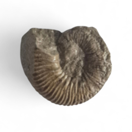 Ammoniet ( Pherisphinctes )