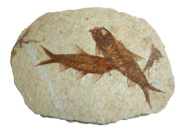 Fossiele Vissen - Knightia Eocanea verkocht