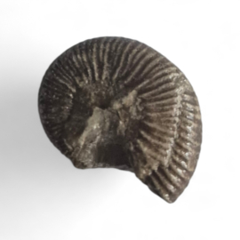 Ammoniet ( Pherisphinctes )