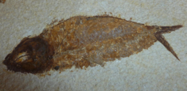 Grote Fossiele Vis - Knightia Eocanea verkocht