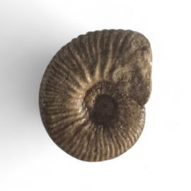 Ammoniet ( Pherisphinctes )