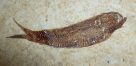 Fossiele Vis - Knightia Eocanea