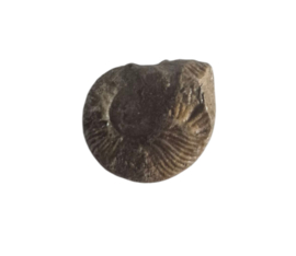 Ammoniet ( Pherisphinctes )