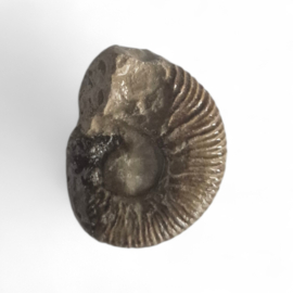 Ammoniet ( Pherisphinctes )