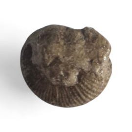 Ammoniet ( Pherisphinctes )