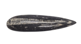Grote  Orthoceras - Fossiele pijlstaartinktvis