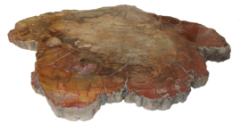 Schijf Versteend hout Madagaskar 1,6 kilo