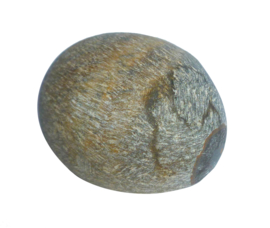 Tijgeroog Ema Egg