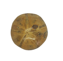 Fossiele zee-egel Madagaskar