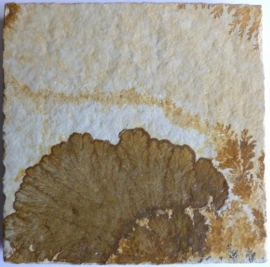 Dendriet 70 x 70 mm