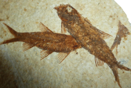 Fossiele Vissen - Knightia Eocanea verkocht