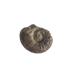 Ammoniet ( Pherisphinctes )