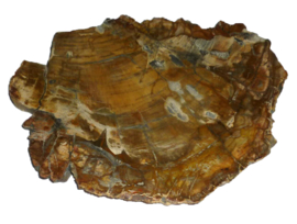 Schijf Versteend hout Madagaskar 1.30 kilo