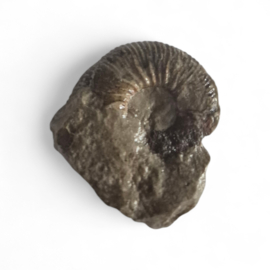 Ammoniet ( Pherisphinctes )