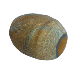 Tijgeroog Ema Egg